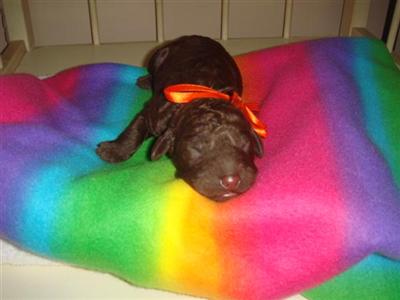 Puppies in NJ